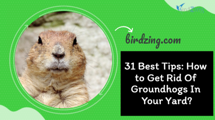 How to Get Rid Of Groundhogs In Your Yard