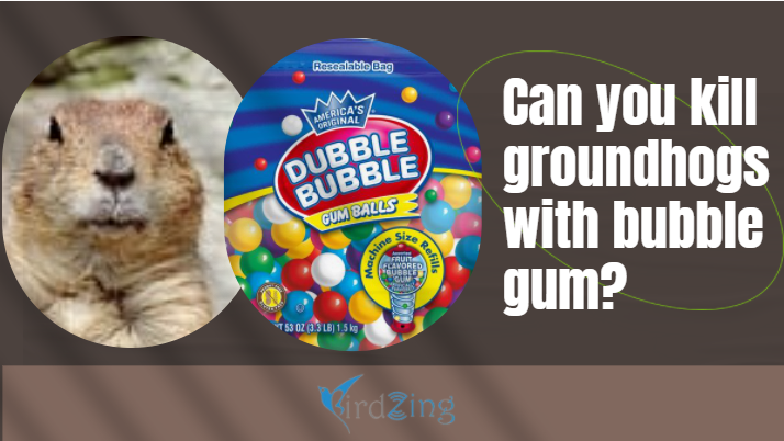 Can you kill groundhogs with bubble gum