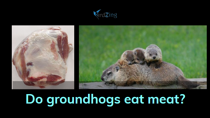 Do groundhogs eat Meat