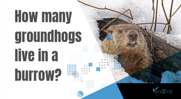 how many groundhogs live in a burrow