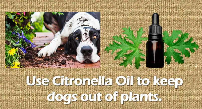 Use Citronella Oil to Keep your dog out of Yard