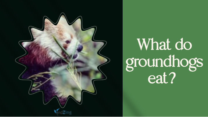 WHAT DO groundhogs EAT