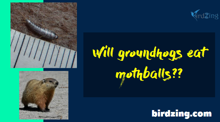 Will mothballs keep groundhogs away