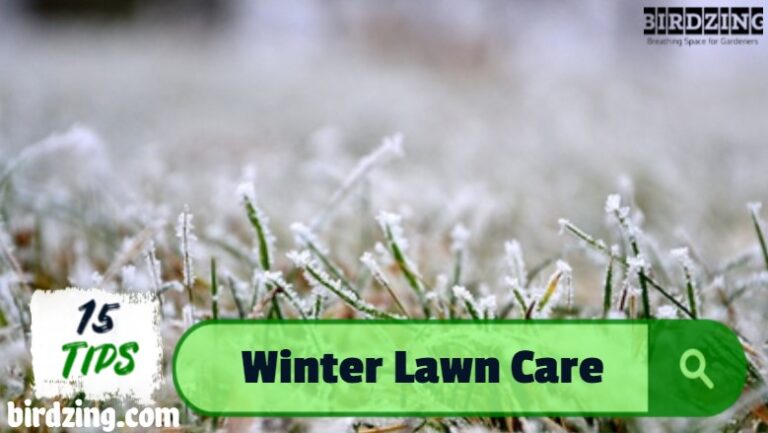15 Tips on Winter Lawn Care: How to Care for the Lawn in Winter
