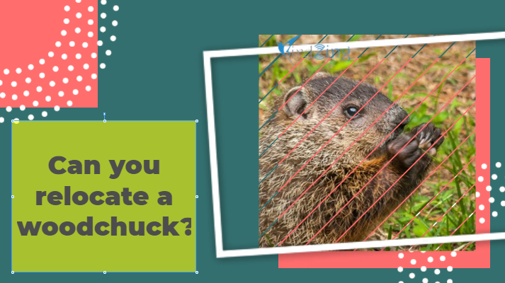 can you relocate a woodchuck
