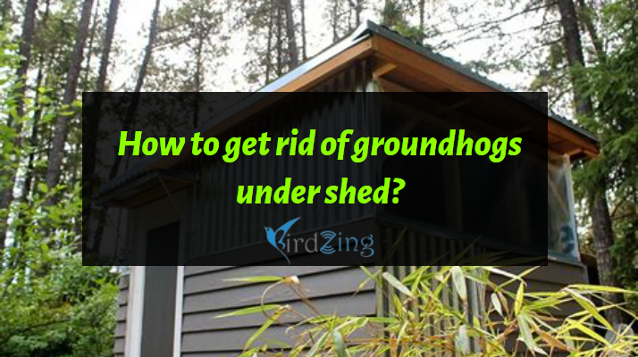 how to get rid of groundhogs under shed
