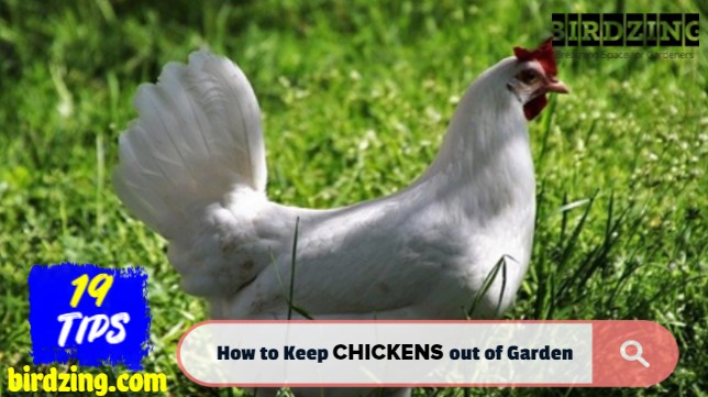 how to keep chickens out of my yard