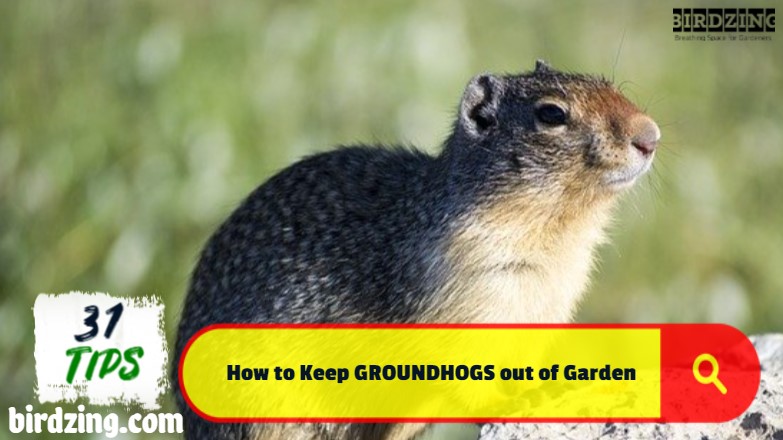 how to keep groundhogs out of garden