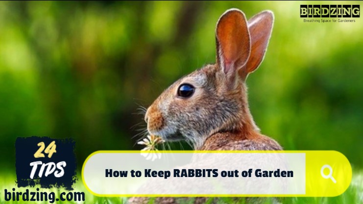 24 Best Tips to Keep Rabbits out of Garden and Yard: An Ultimate Guide