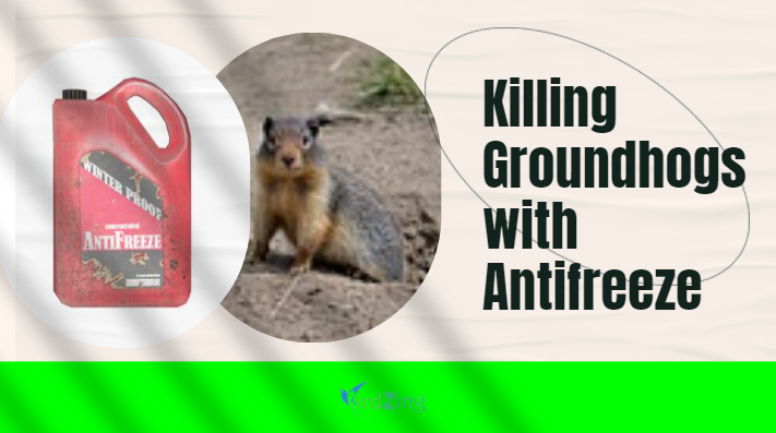 killing groundhogs with antifreeze