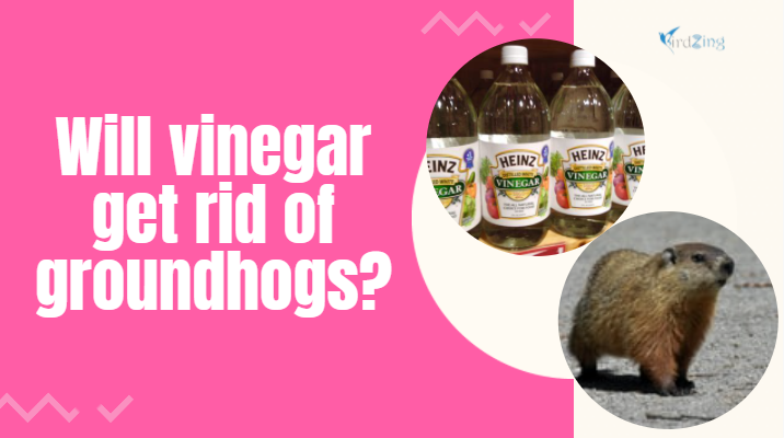 will vinegar get rid of groundhogs