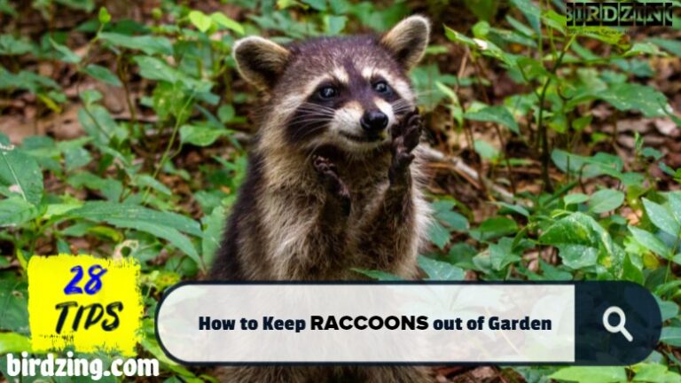 28 Effective Ways to Keep Raccoons Out of Your Garden and Yard: A Complete Infographic Story Explained