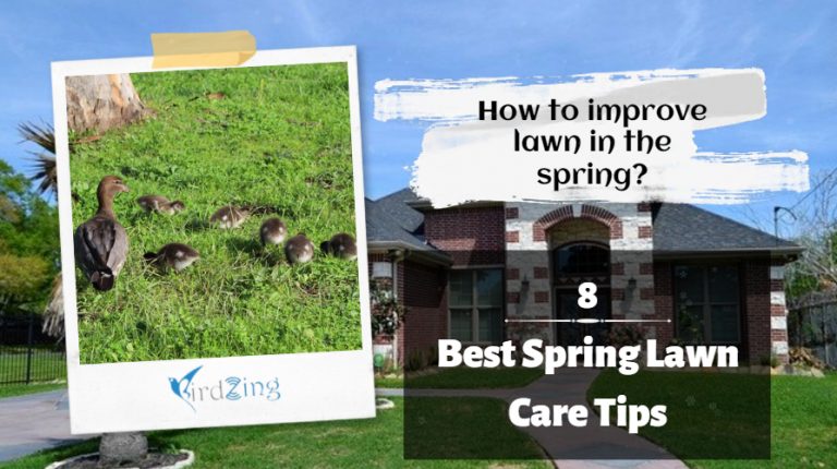 8 Best Spring Lawn Care Tips: How to improve lawn in the spring