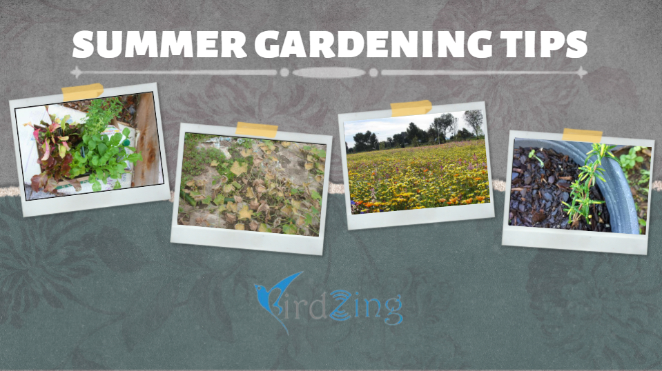 Summer Gardening Tips