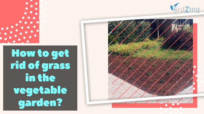 how to keep grass from growing in vegetable garden
