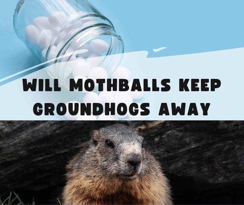 will mothballs keep groundhogs away