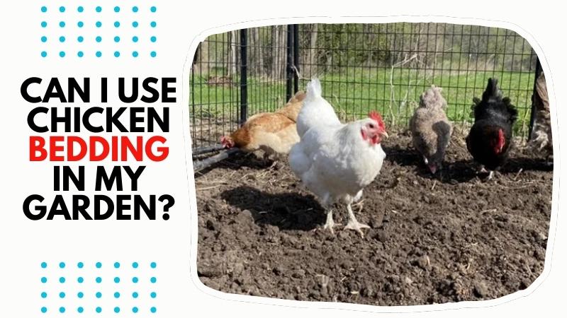 Can I use chicken bedding in my garden?