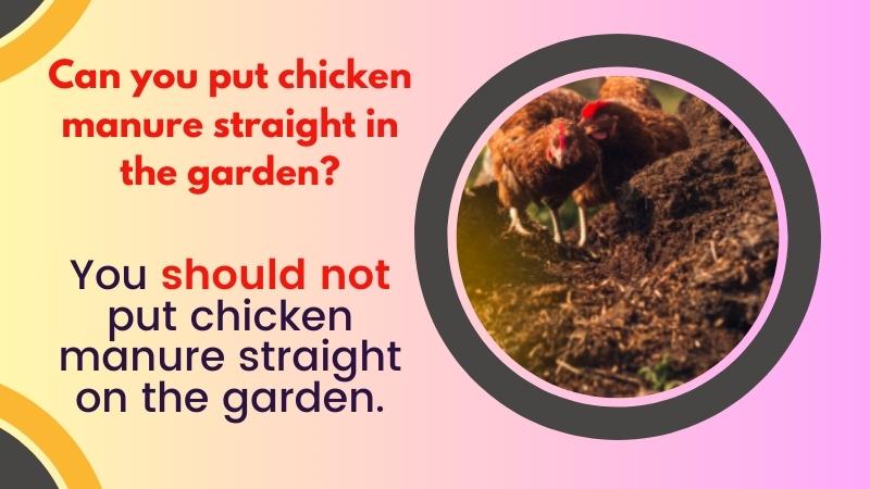 Can you put chicken manure straight in the garden