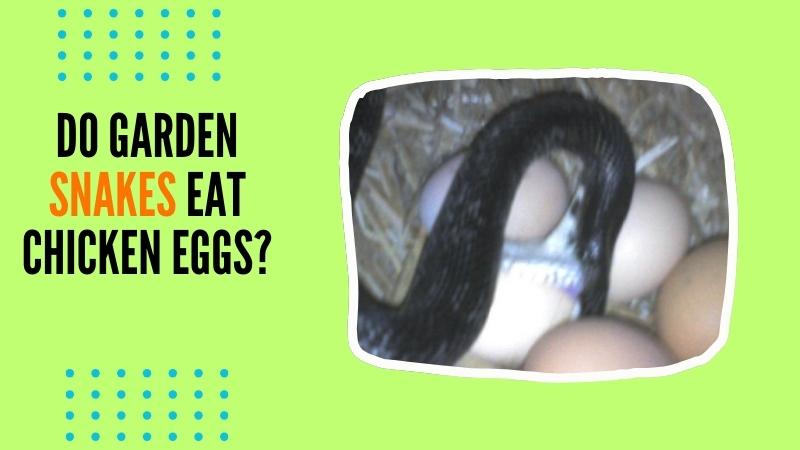 Do garden snakes eat chicken eggs