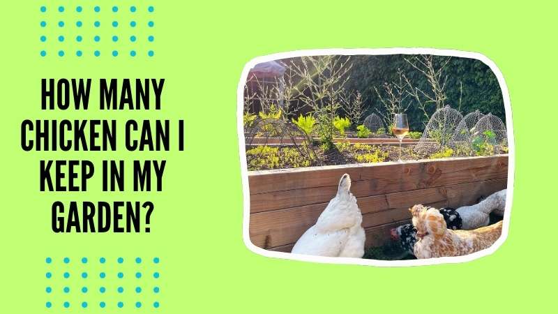 How many chicken can I keep in my garden?