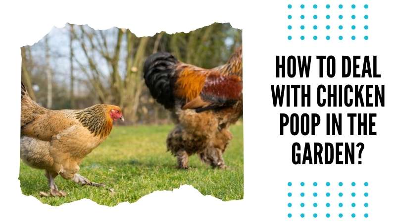 How to deal with chicken poop in the garden?