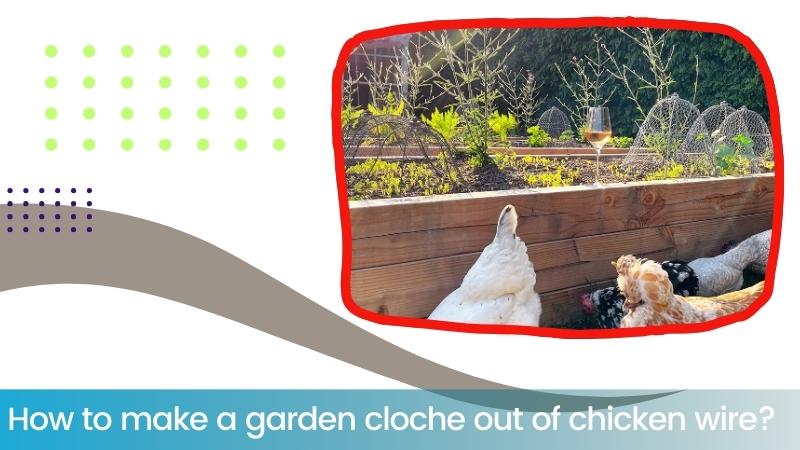 How to make a garden cloche out of chicken wire?