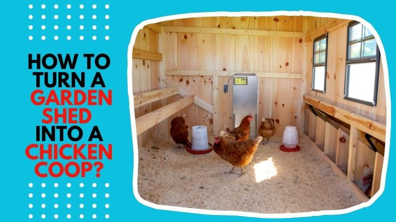 How to turn a garden shed into a chicken coop?