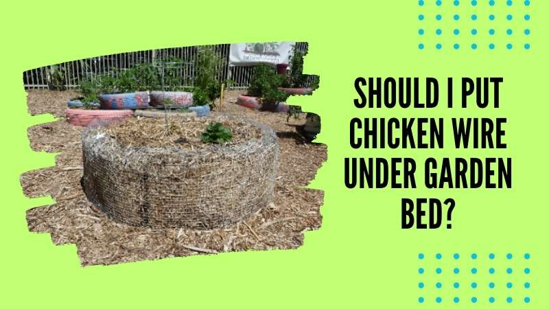 Should I put chicken wire under garden bed