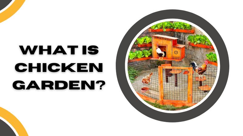 What is Chicken Garden