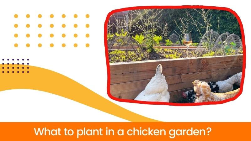 What to plant in a chicken garden