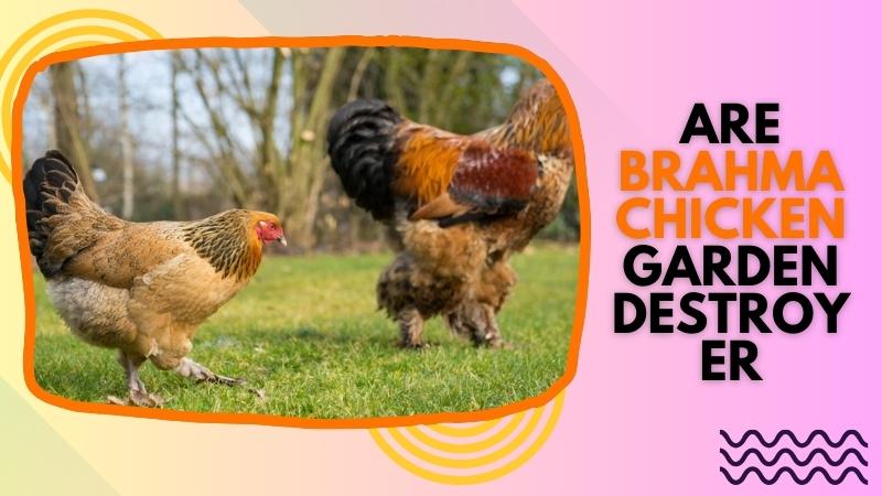 are Brahma chicken garden destroyer