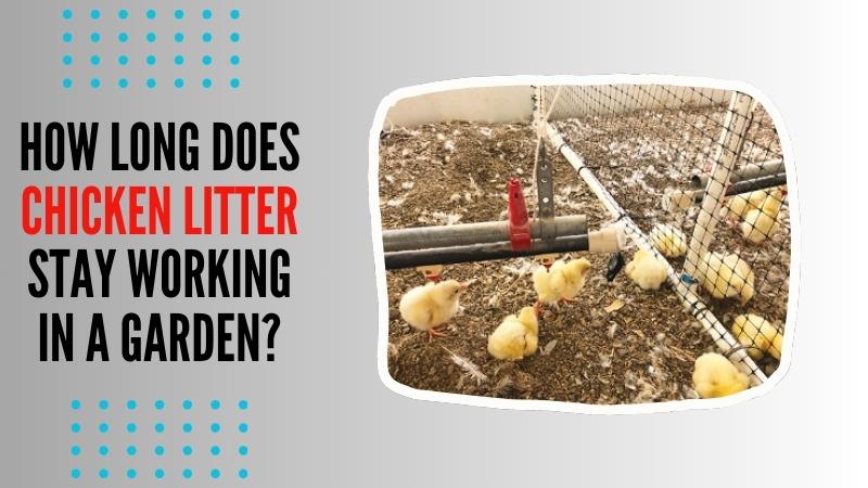 how long does chicken litter stay working in a garden?