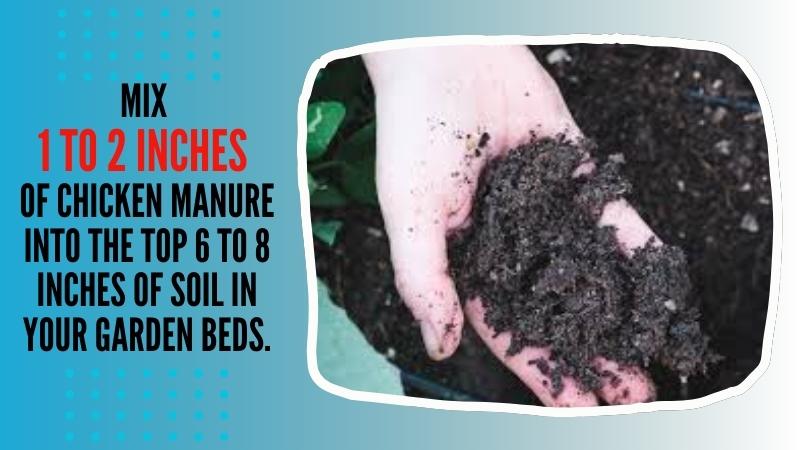 how much chicken manure should i put in my garden