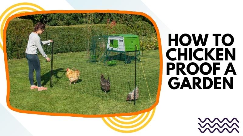 how to chicken proof a garden