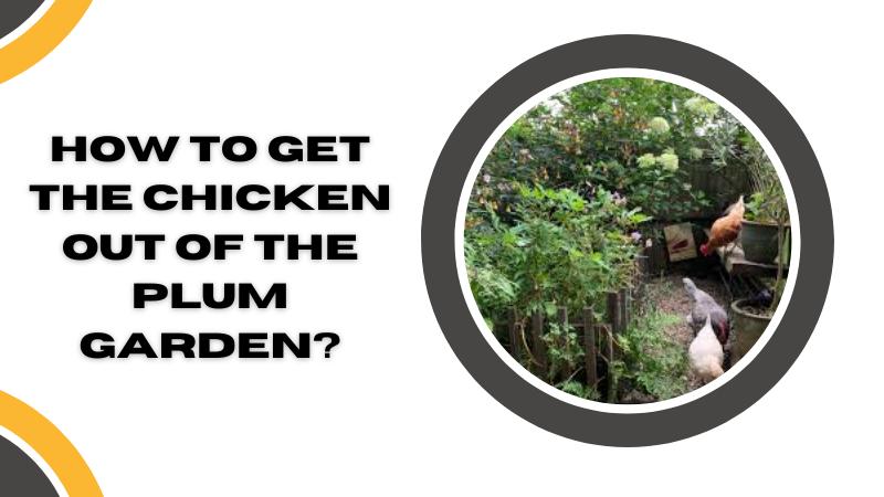 how to get the chicken out of the plum garden?