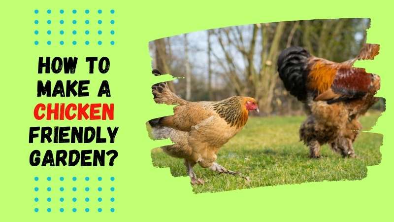 How to make a chicken friendly garden?