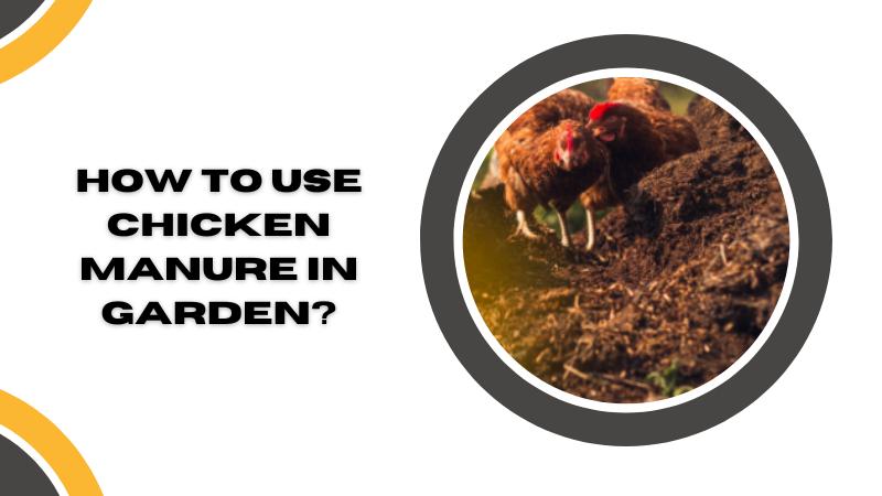 how to use chicken manure in garden?