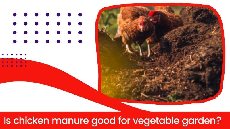 is chicken manure good for vegetable garden