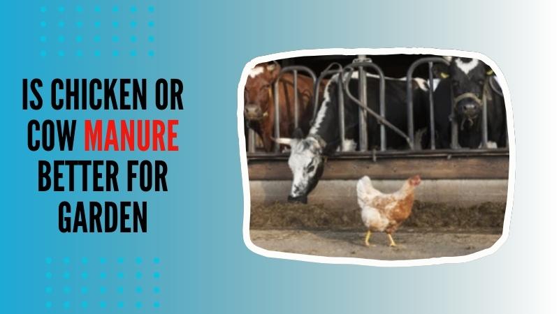 is chicken or cow manure better for garden